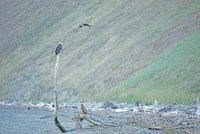 IMG_0168-denoise.jpg