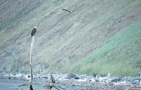 IMG_0170-denoise.jpg