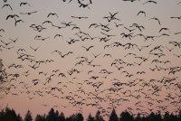Nisqually Cackelers November 242.JPG