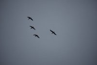 IMG_0010.JPG