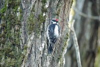 IMG_0057.JPG