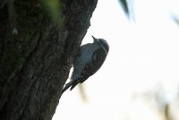 IMG_0122.JPG