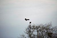 IMG_0098.JPG