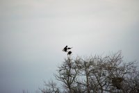 IMG_0101.JPG