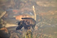 IMG_0152.jpg
