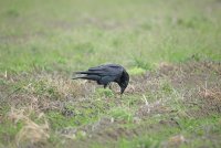 IMG_0180.JPG