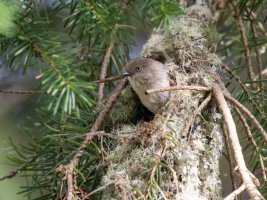 Bushtit in Nest Entrance.jpg