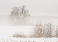 Fog 2.jpg