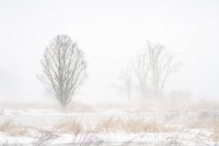 fog3.jpg