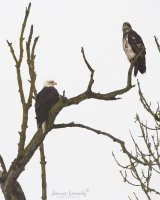 Adult and Juvenile Eagle.jpg