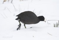 Coot.jpg