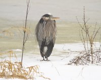 Cool Heron.jpg