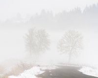 Fog 1.jpg