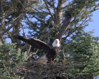 2-13-2014 fm bald eagle pt edwards_9927.JPG