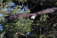 2-13-2014 fm bald eagle pt edwards_9935.JPG