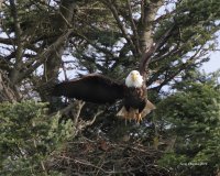 2-13-2014 fm bald eagle pt edwards_9983.JPG