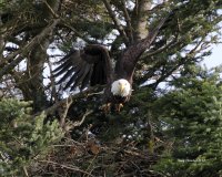 2-13-2014 fm bald eagle pt edwards_9984.JPG