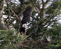 2-13-2014 m bald eagle pt edwards_9962.JPG