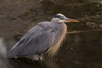 heron.jpg