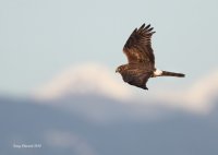 2--25-2014 fm harrier eide_0517_filtered.jpg