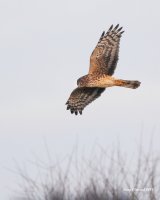 2--25-2014 fm harrier eide_0720.JPG