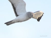 2-25-2014 male harrier eide_0700.JPG