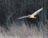2-25-2014 se owl eide_0626.JPG