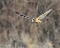 2-25-2014 se owl eide_0651_filtered.jpg