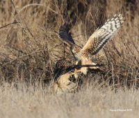 2-25-2014 harrier after owls catch_0573.JPG