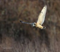 2-25-2014 se owl eide_0635_filtered.jpg