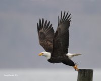 3-5-2014 bald eagle edmonds_0991_filtered.jpg