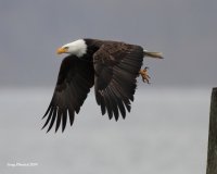 3-5-2014 bald eagle edmonds_0992_filtered.jpg