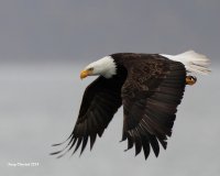 3-5-2014 bald eagle edmonds_0994_filtered.jpg