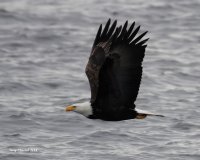 3-5-2014 bald eagle edmonds_0997_filtered.jpg