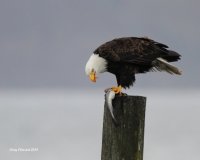 3-5-2014 bald eagle with fish edmonds_0959_filtered.jpg