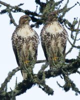 nictitating membrane.jpg