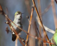 3-11-2014 fm annas pt edwards_1110.JPG