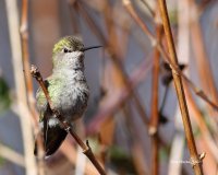3-11-2014 fm annas pt edwards_1123.JPG