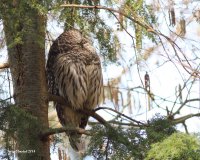 3-13-2014 Bared Owl sleeping yost_1437JPG.JPG 3-13-2014 Bared Owl sleeping yost_1437JPG.JPG