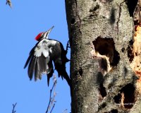 3-13-2014 fm pileated yost_1299.JPG 3-13-2014 fm pileated yost_1299.JPG