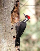 3-13-2014 m pileated yost_1373.JPG 3-13-2014 m pileated yost_1373.JPG
