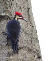 3-13-2014 m pileated yost_1398.JPG 3-13-2014 m pileated yost_1398.JPG