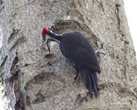 3-13-2014 m pileated yost_1409.JPG 3-13-2014 m pileated yost_1409.JPG