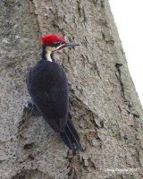 3-13-2014 m pileated yost_1410.JPG 3-13-2014 m pileated yost_1410.JPG
