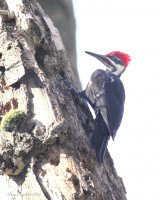 3-13-2014 m pileated yost_1415.JPG 3-13-2014 m pileated yost_1415.JPG