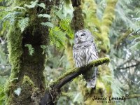 Barred Owl.jpg