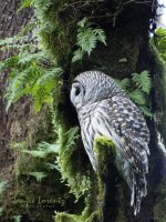 Barred Owl 2.jpg