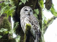 Barred Owl 3.jpg