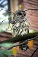 BarredOwl_100010001.JPG