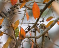 owl2531.jpg owl2531.jpg